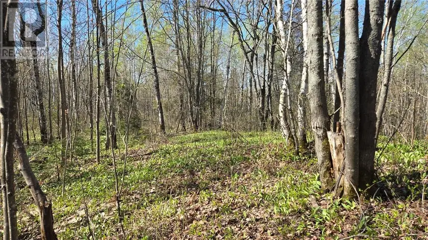 Vacant Land at Lot 6 Con 3 Rabbit Trail Road, Warren