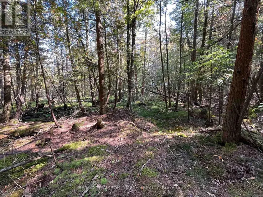 Vacant Land at LOT 25 CHAMPLAIN ROAD, Tiny