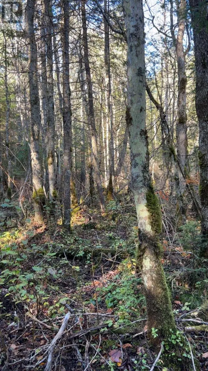 Vacant Land at CON 1 LOT 4, Bancroft